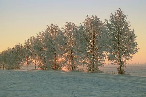 冬天、清晨的阳光、雪