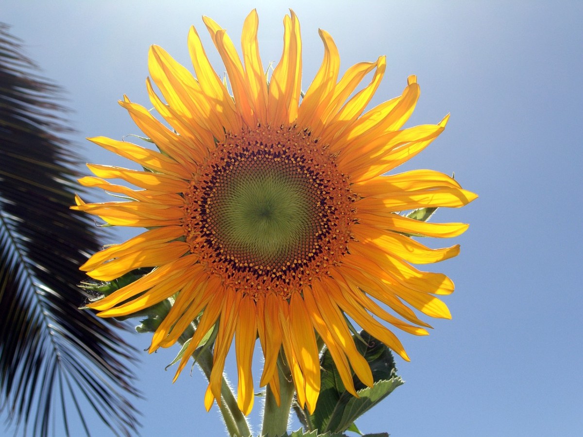 花,向日葵,光