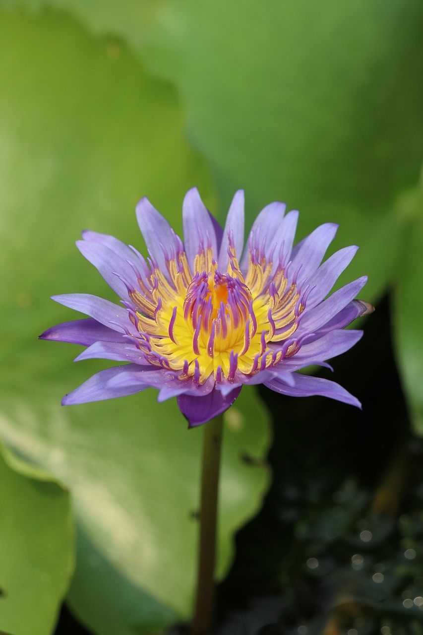 之一,紫色花,绿色