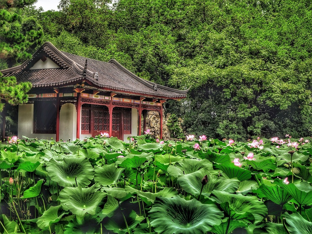 莲花、花、叶子免费图片