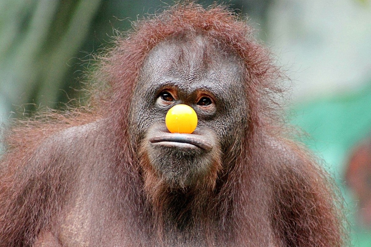 100张猴子搞笑图片图片