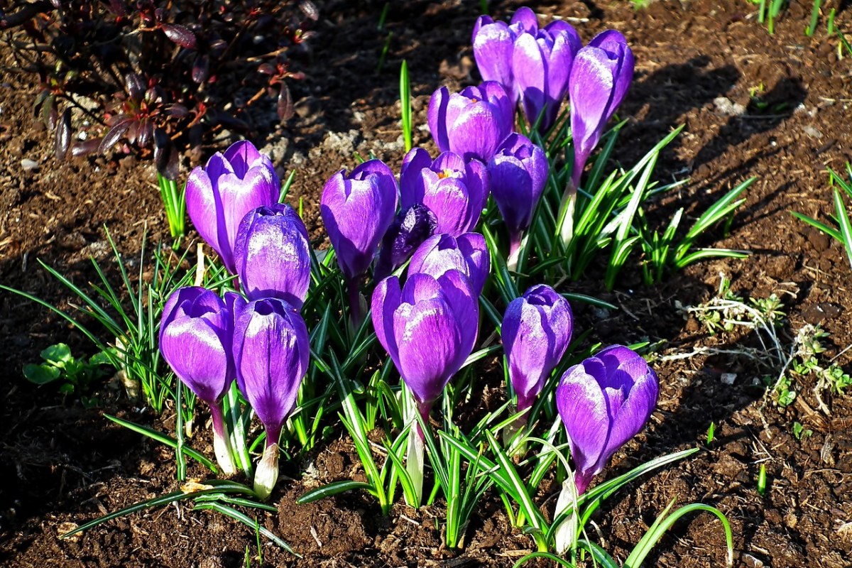 阳光下紫色的番红花植物花朵免费图片