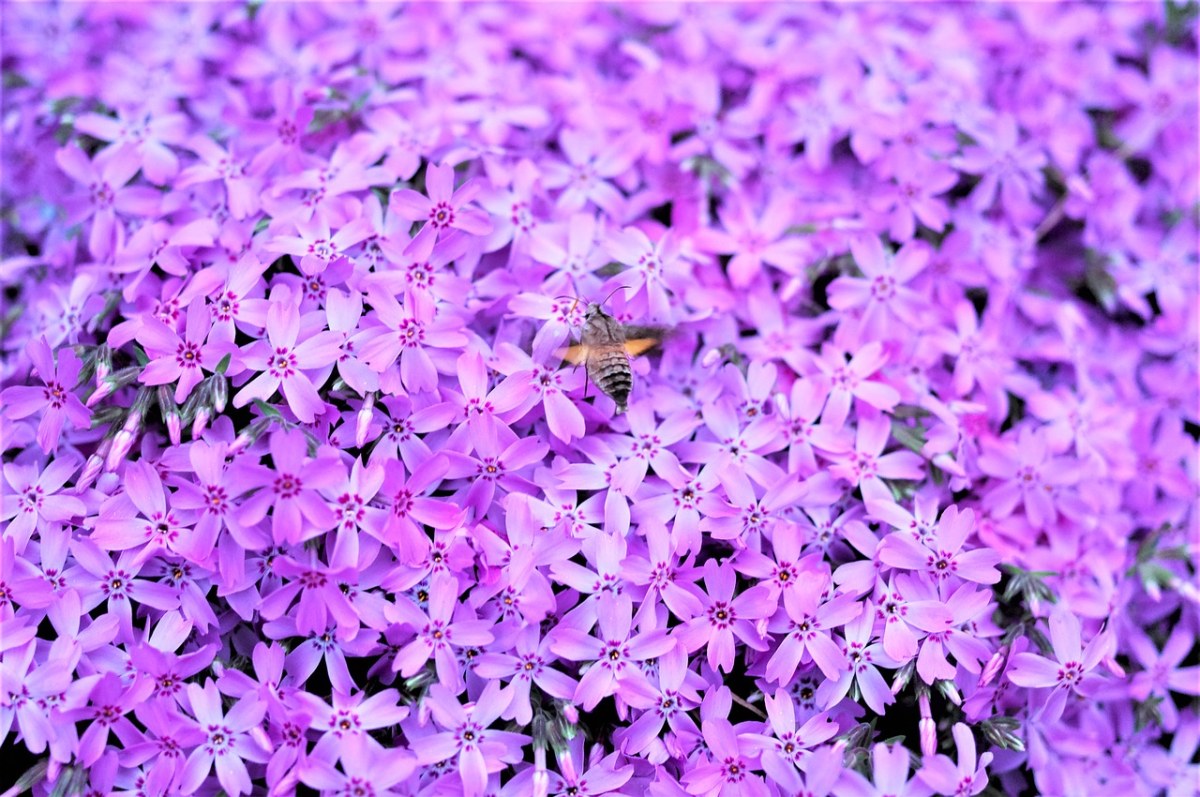 紫色的花朵背景图片免费图片