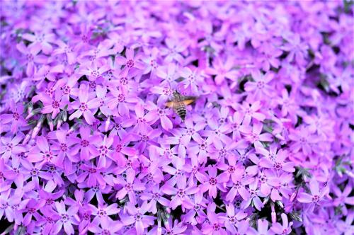 紫色的花朵背景图片
