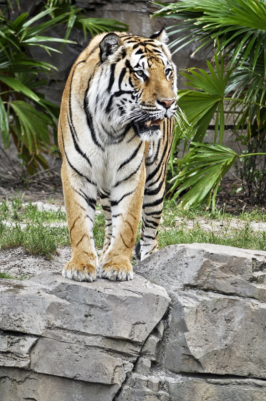 虎,兩,野生動物