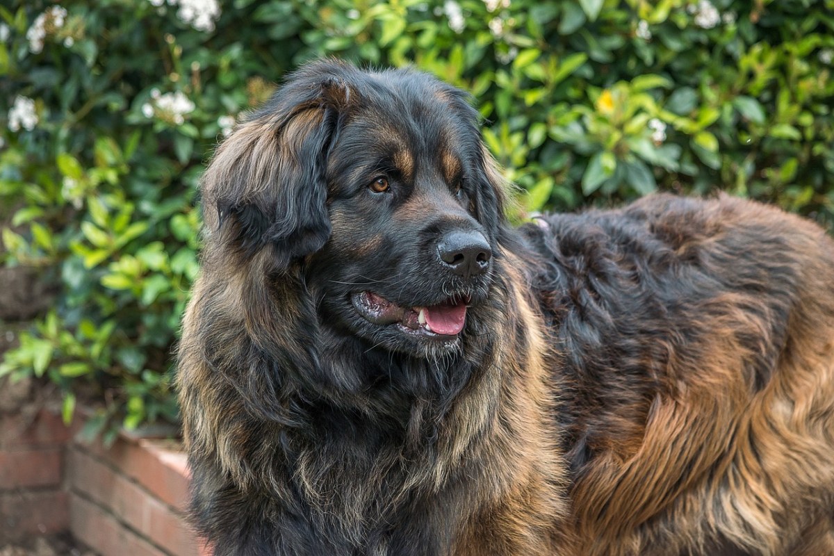 狗,leonberger,巨人