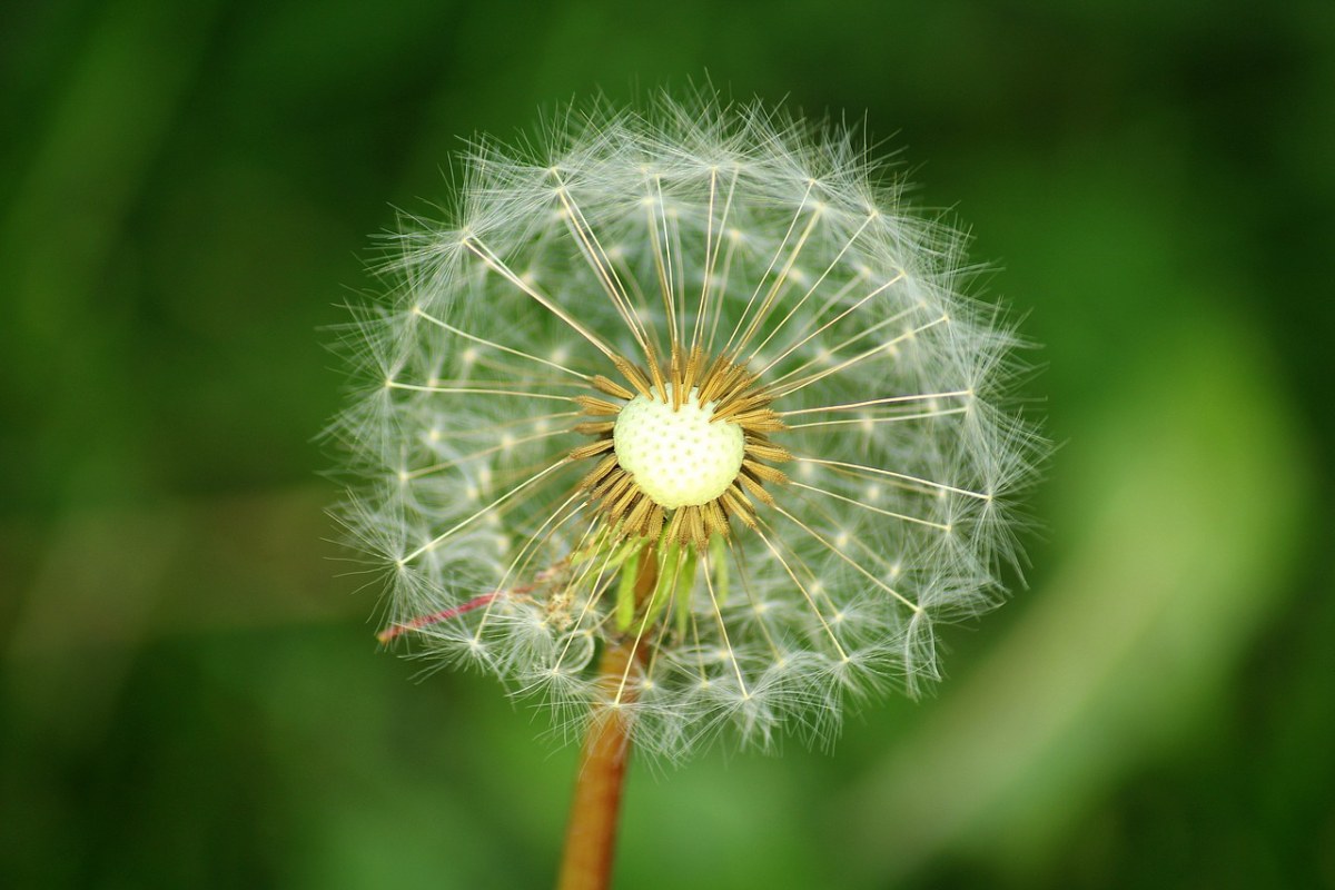 蒲公英、种子、季节免费图片