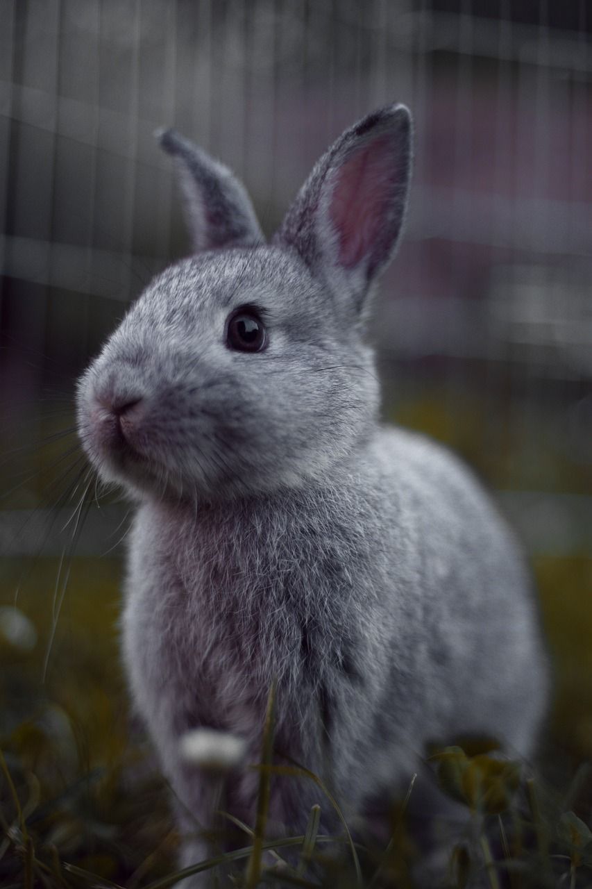 兔子,啮齿动物,哺乳动物