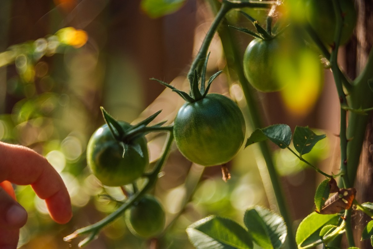 西红柿绿色、绿色的番茄、未成熟的西红柿免费图片