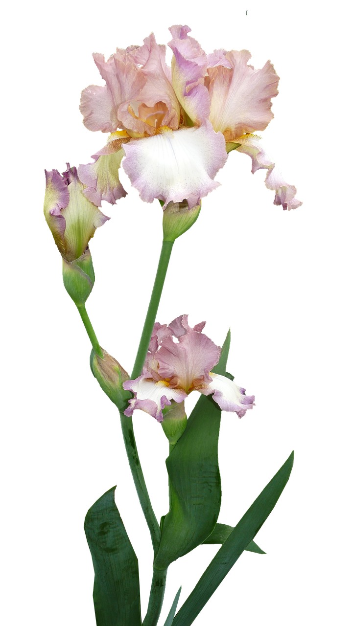 鸢尾花,植物,花