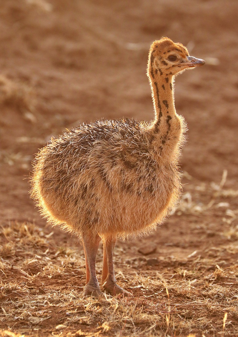 花束,花束的宝宝,非洲