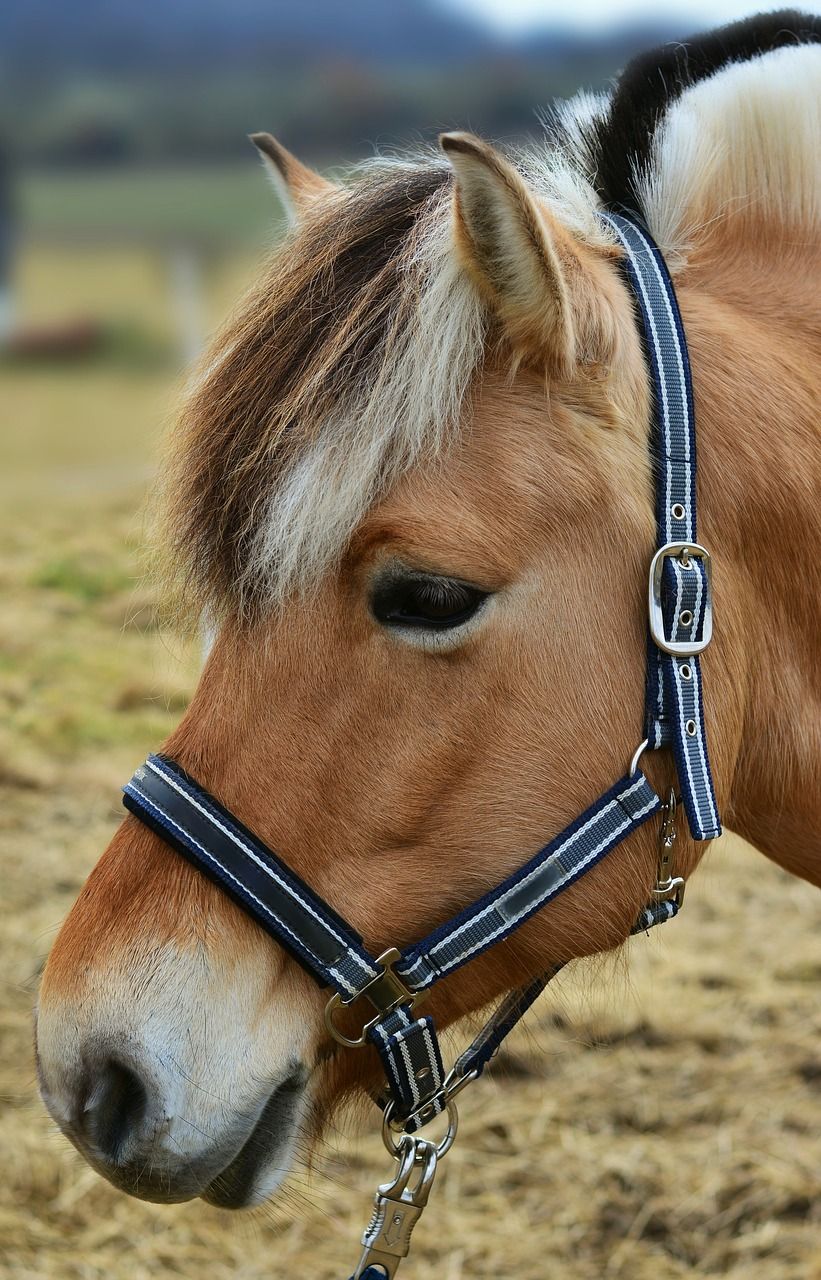 马,挪威峡湾马,马头
