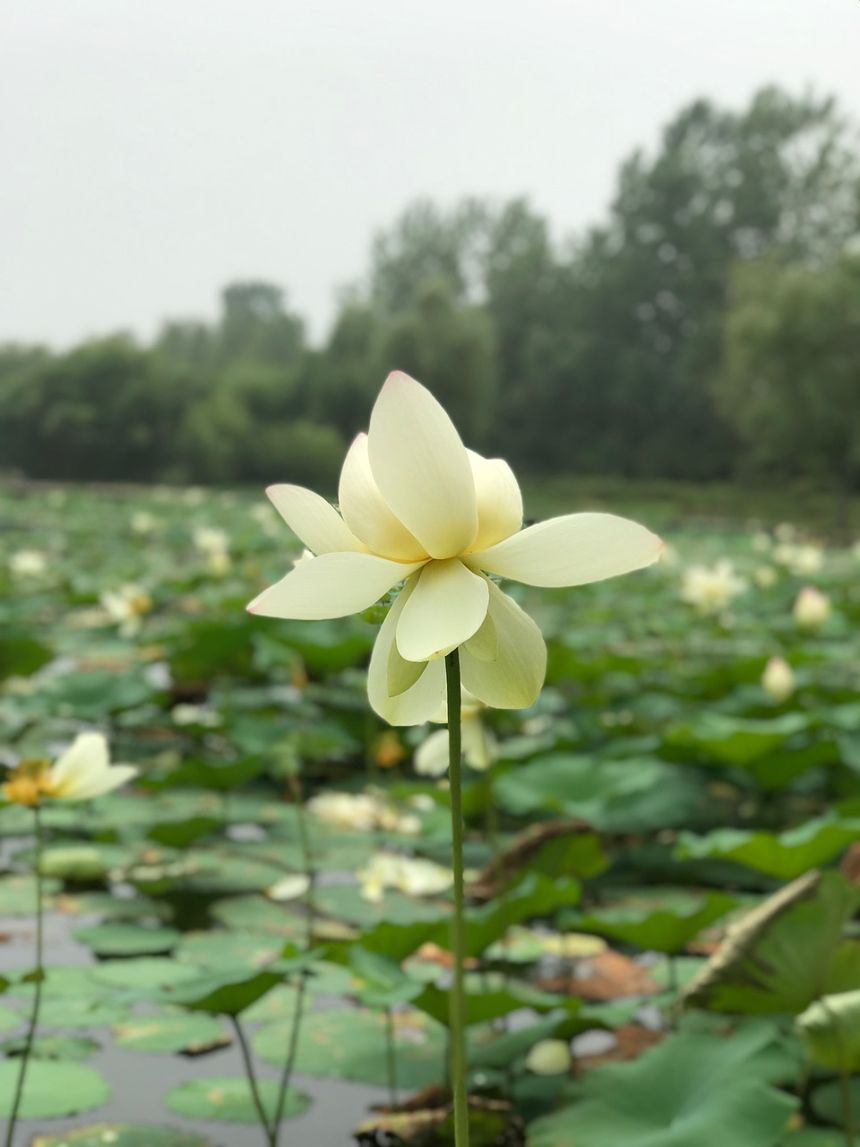 荷花莲夏天