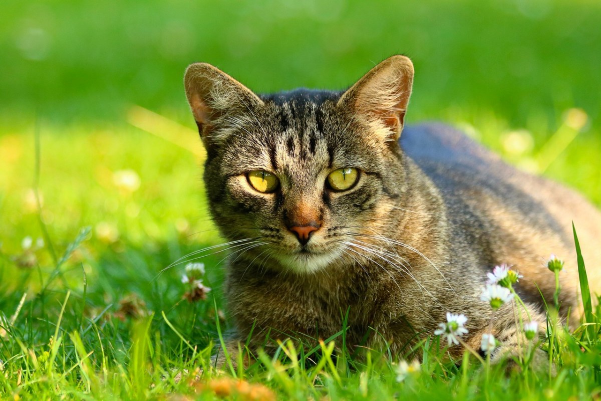 家猫,哺乳动物,视图