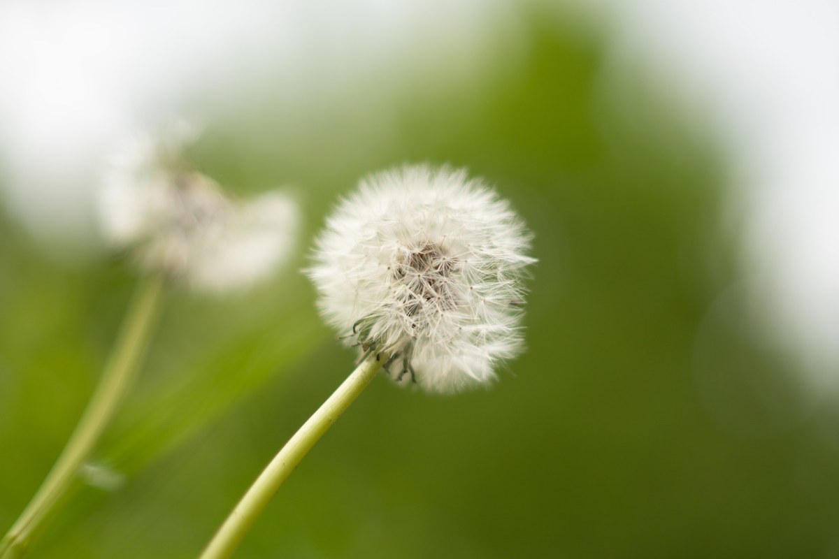 蒲公英、植物、自然免费图片