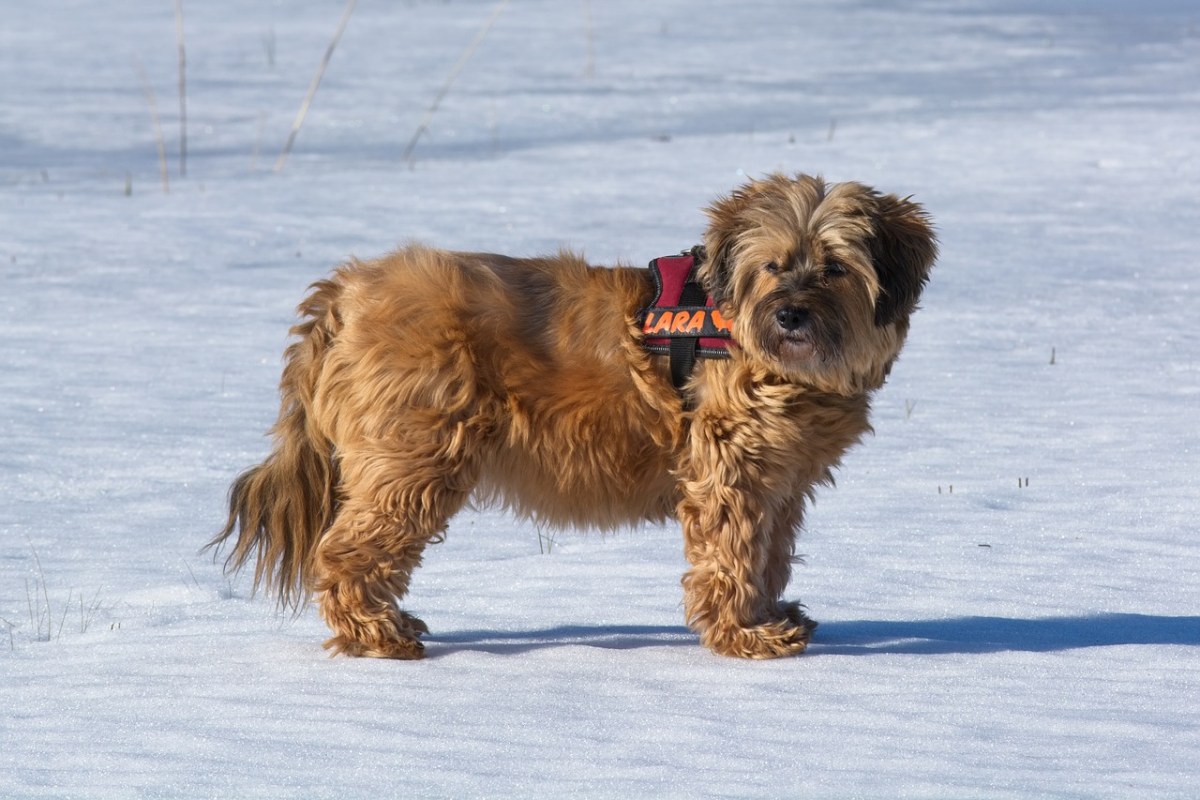 西藏小猎犬、品种的狗、狗免费图片
