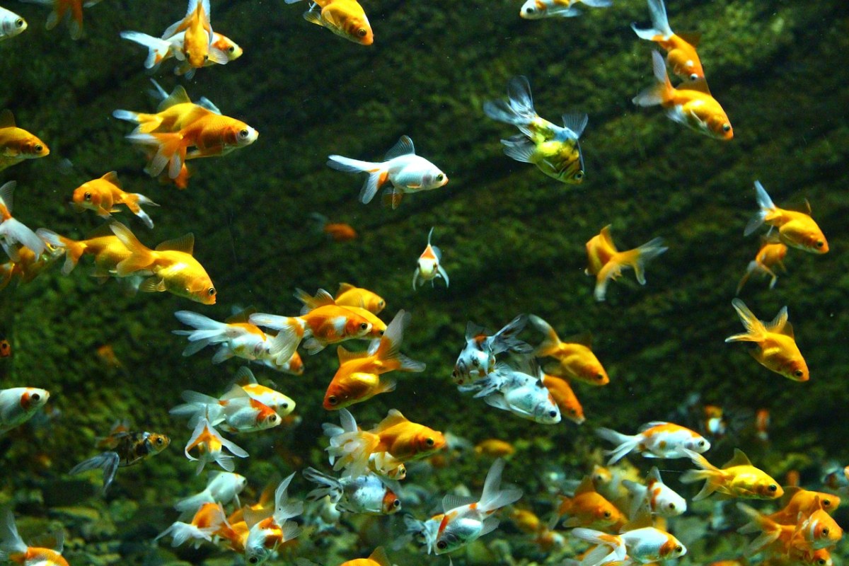 水族馆的金鱼鱼群免费图片