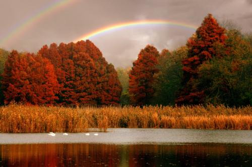 湖、彩虹、树