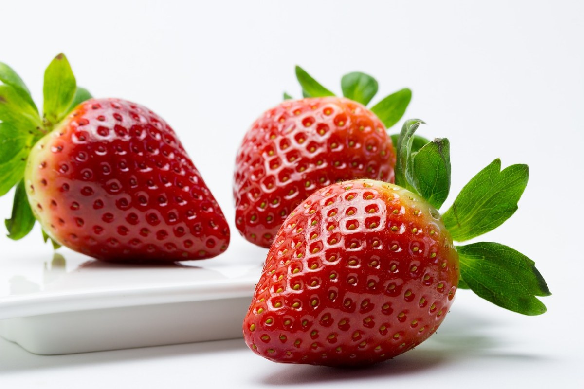 Fresón、草莓、水果免费图片