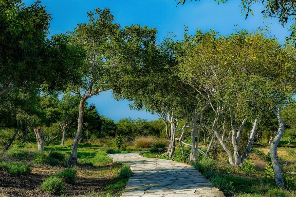 路径,小灌木林里,墨绿色