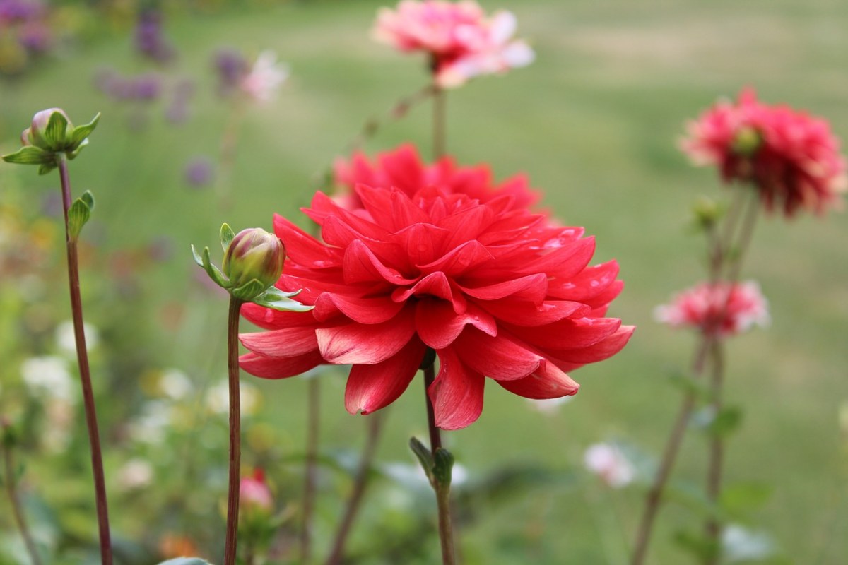夏季,鲜花,开花