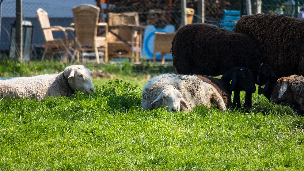 羊、休息、关注免费图片