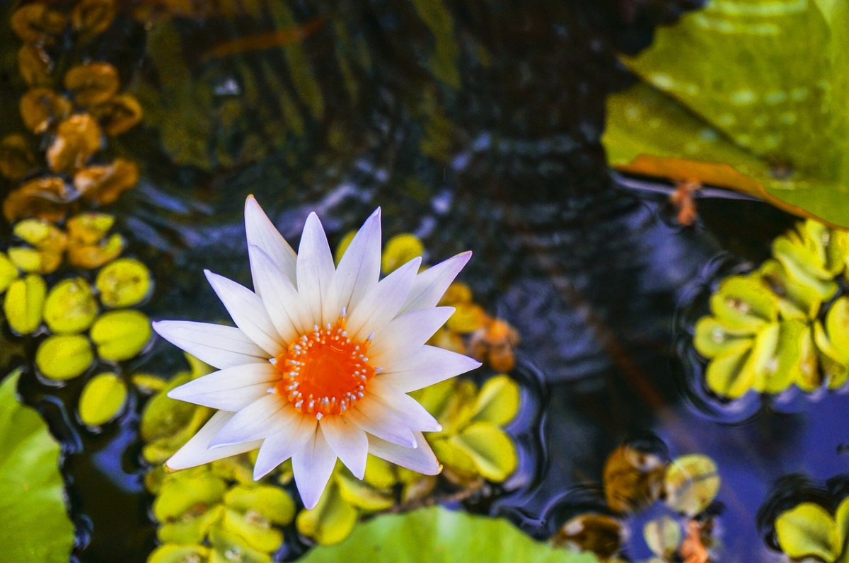 莲花、在池塘里的莲花、水百合免费图片
