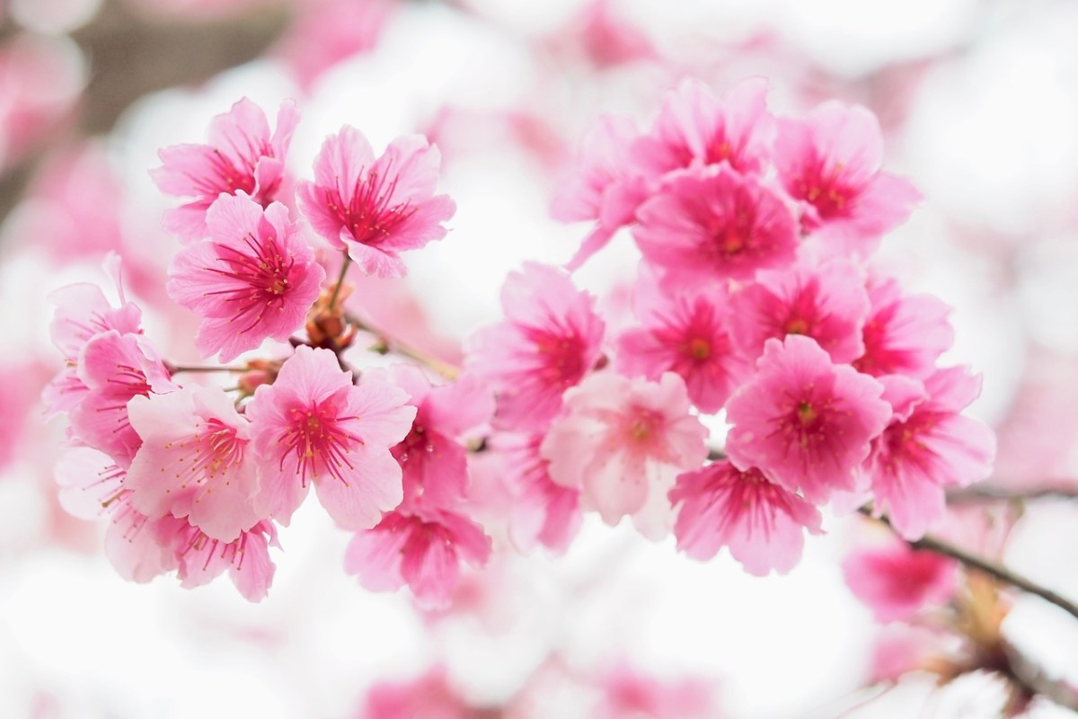 粉红的樱花免费图片