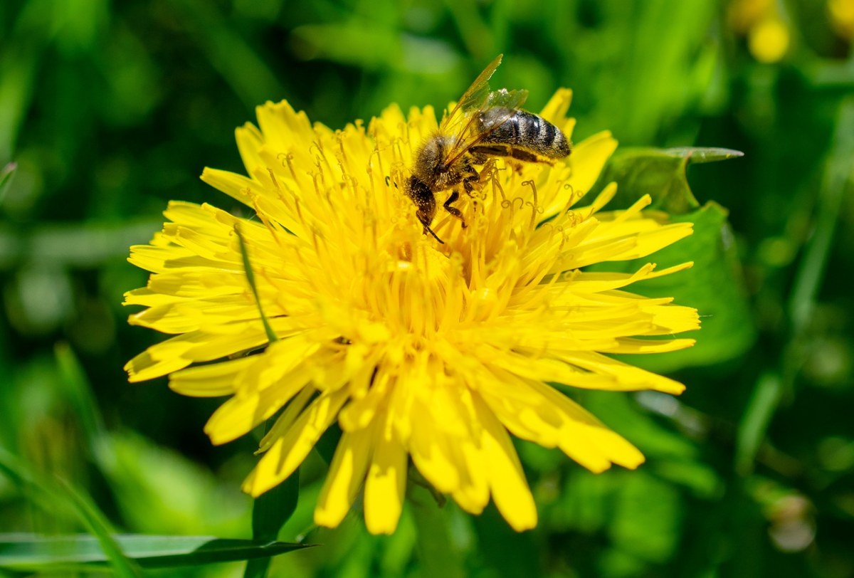 蜜蜂、蒲公英、昆虫免费图片