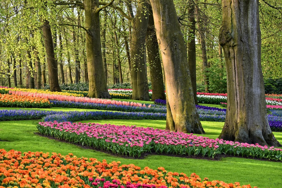 公园里的郁金香与大树图片免费图片