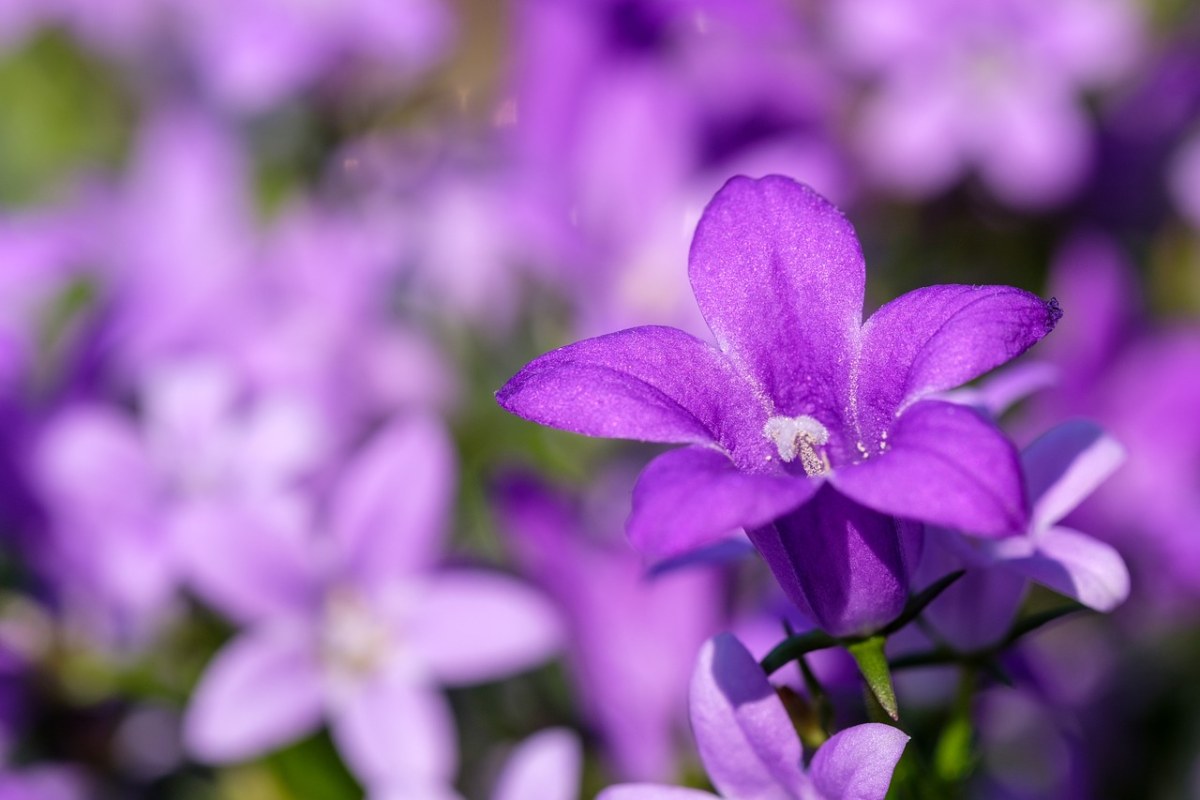 紫色的花朵免费图片