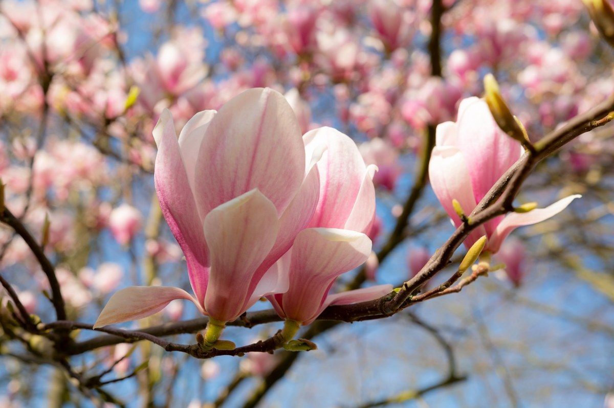 玉兰花特写免费图片