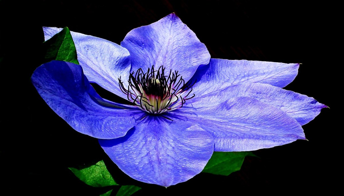 铁线莲,花,蓝色