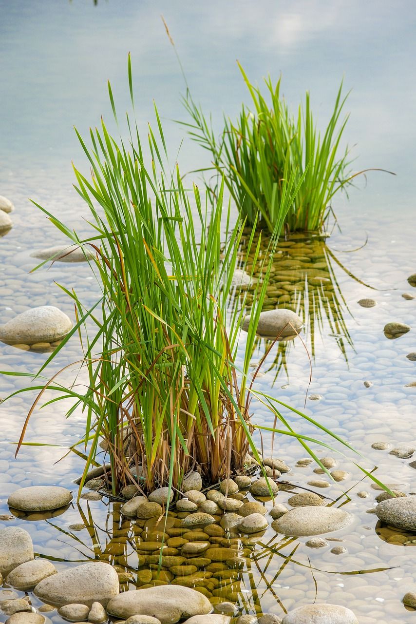 草,水,植物