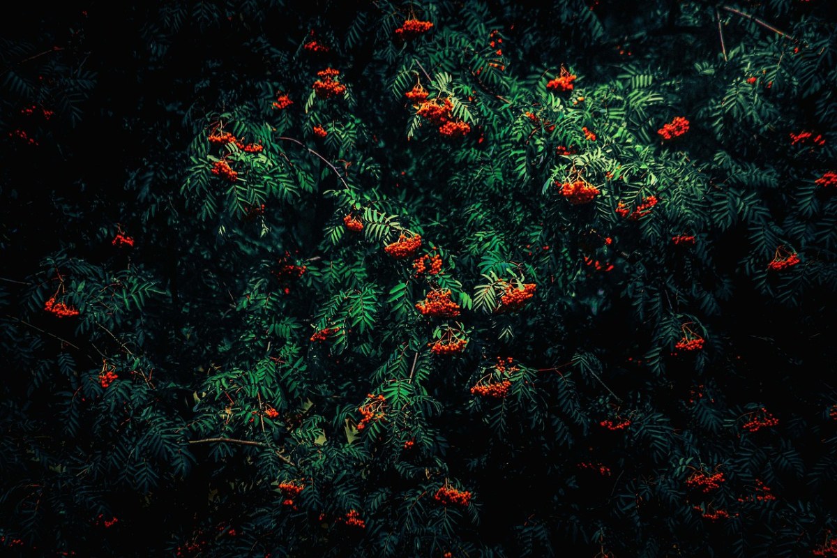 罗文、叶子、红色免费图片
