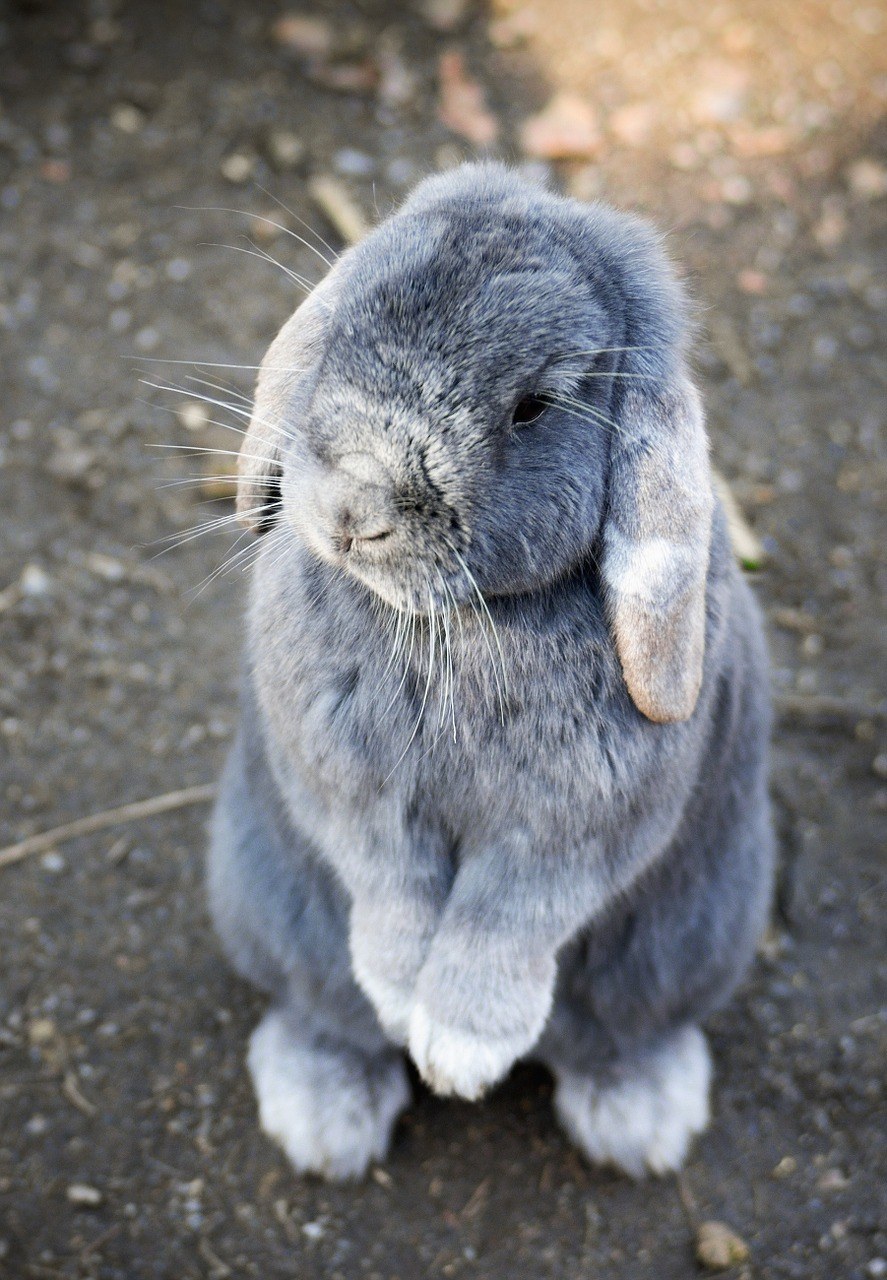 兔子、兔、动物免费图片