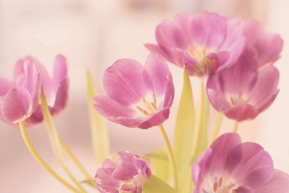 粉色的郁金香花免费图片