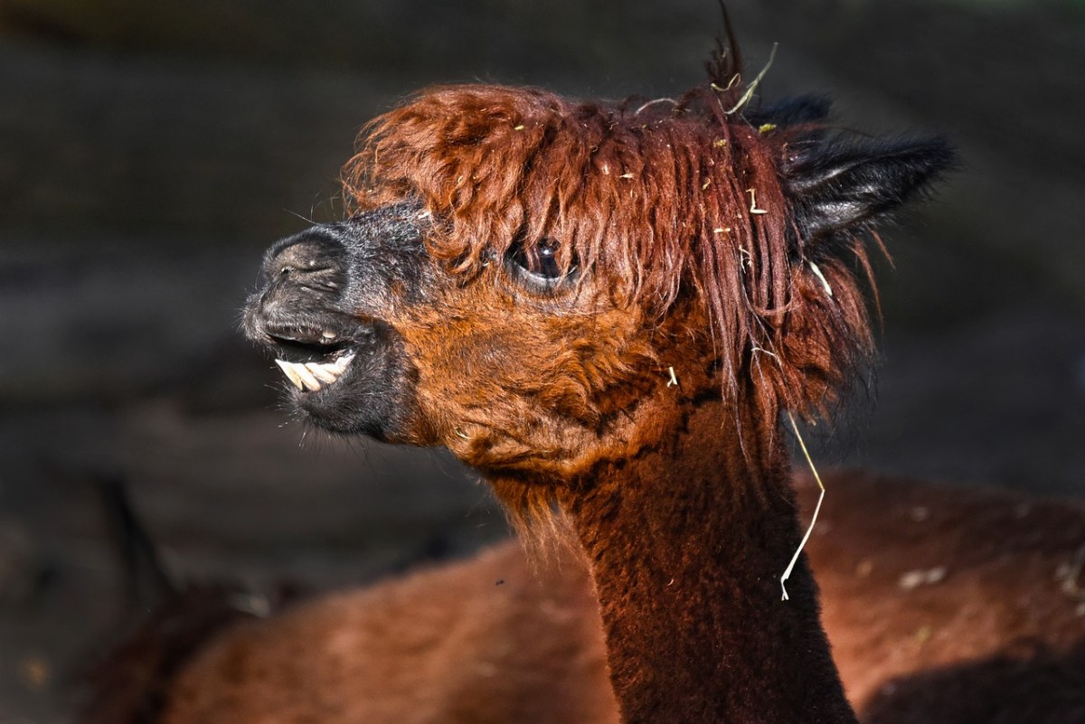 由mabelamber贡献发布在pixabay免费图片平台.