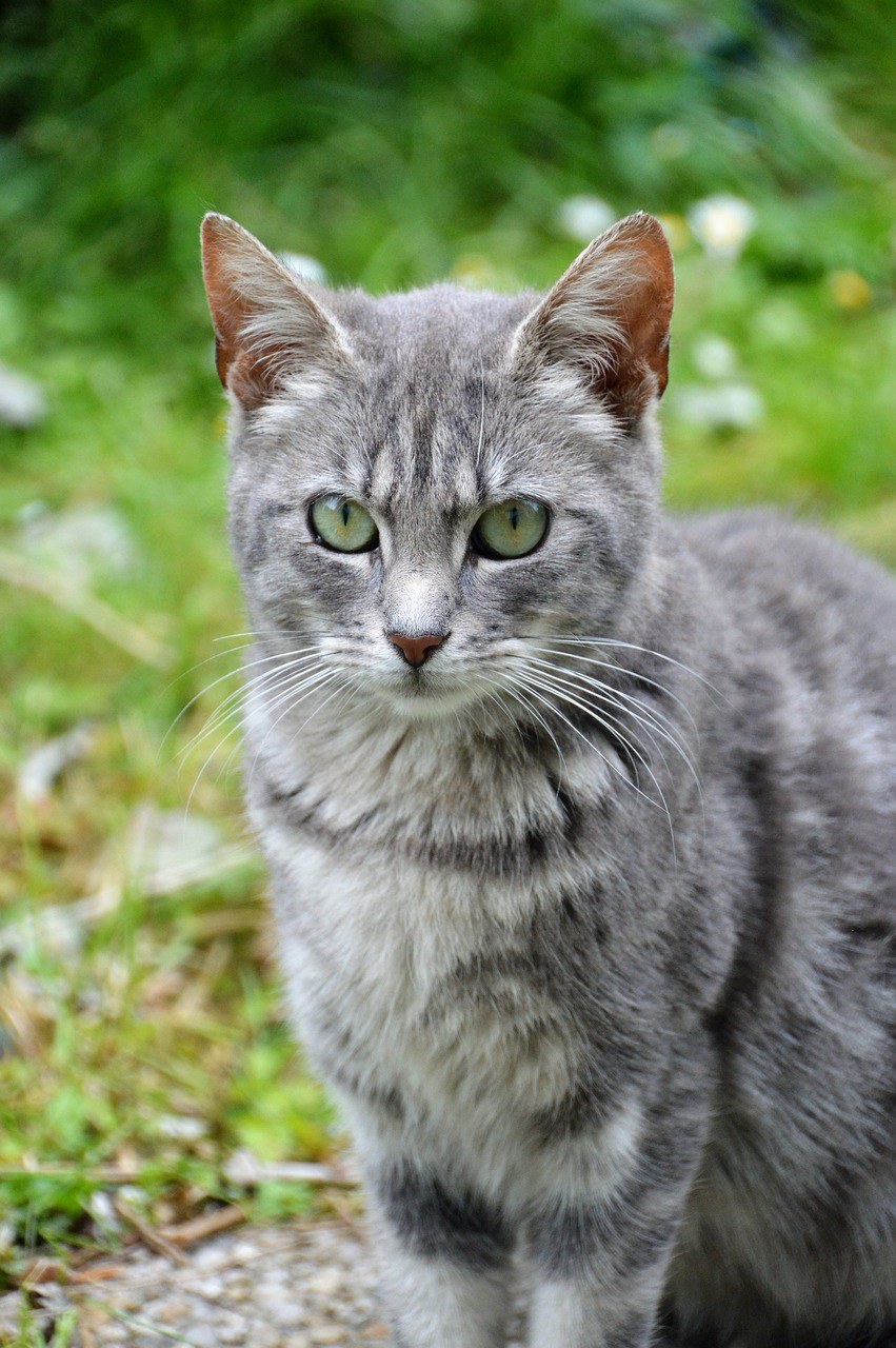 猫,猫科动物,可爱