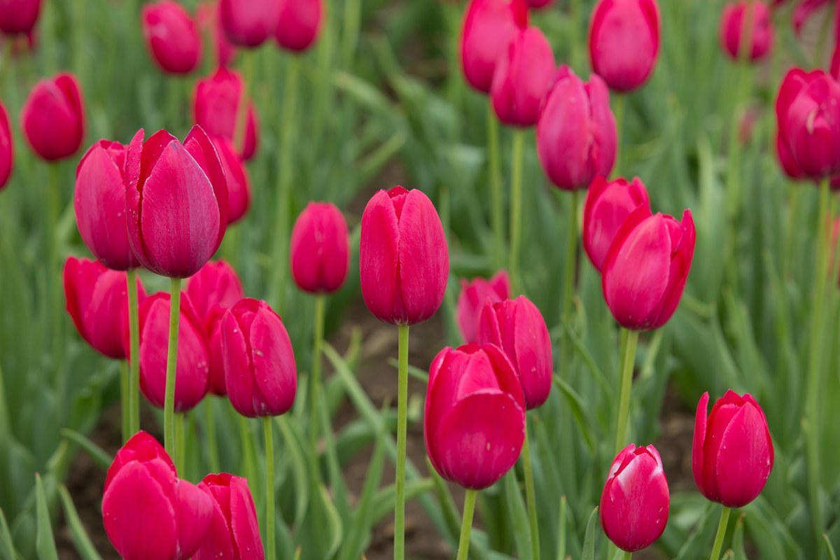 郁金香、红色、春免费图片
