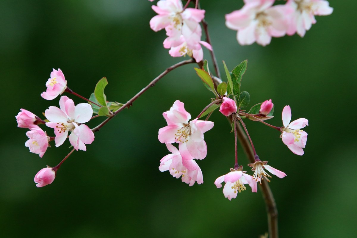 春天,春天的花朵,大自然