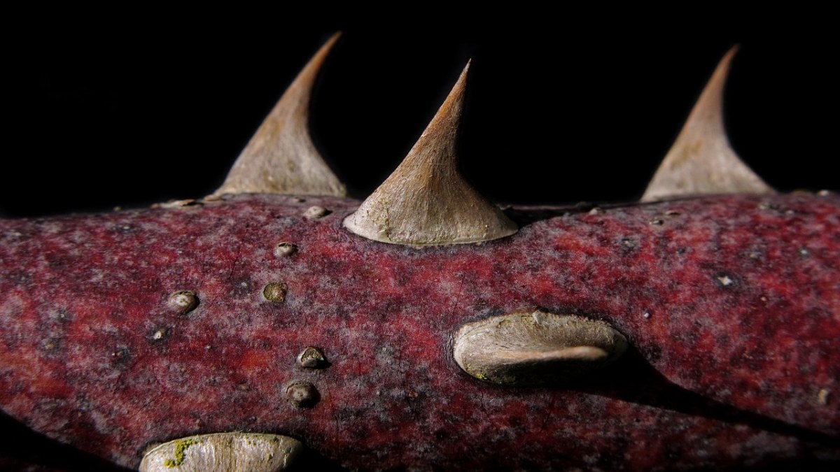 玫瑰刺,科,性质