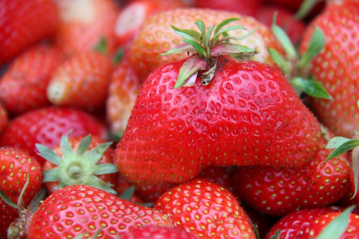 草莓、收获、花园免费图片