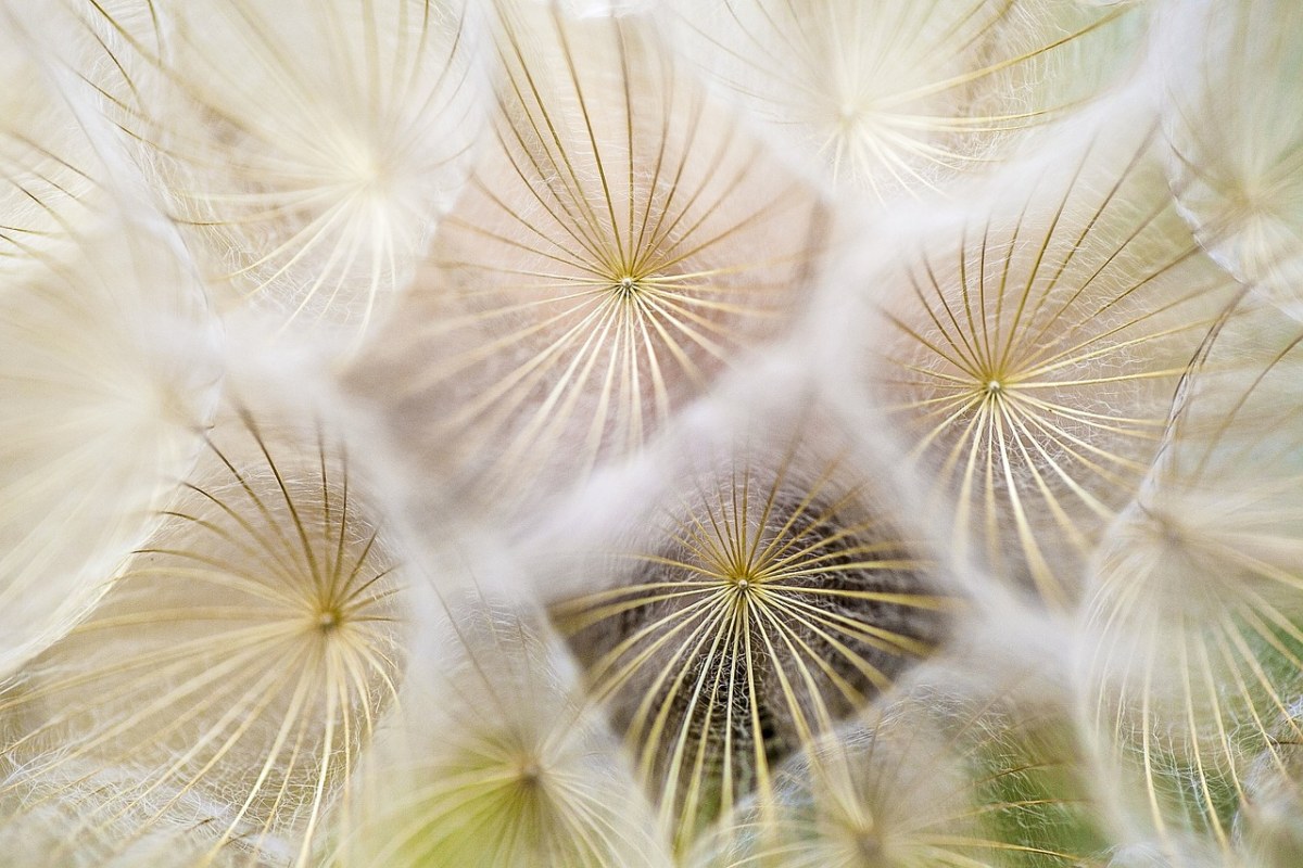 蒲公英、鲜花、自然免费图片