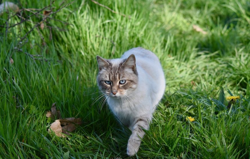 猫猫在移动猫步