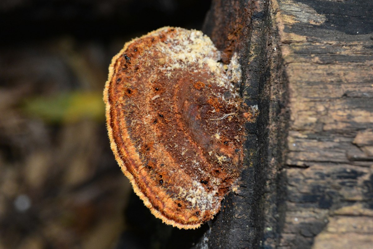 多孔菌,支架,灵