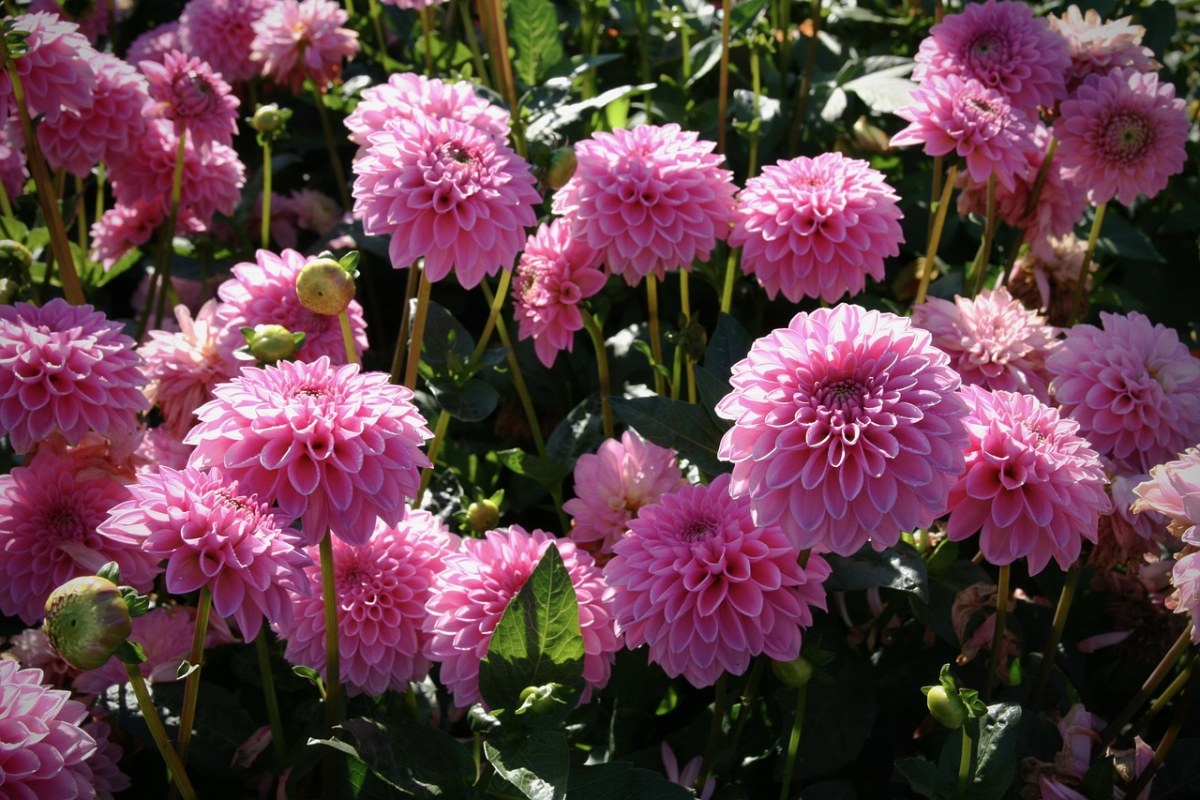 大丽花、鲜花、粉红色免费图片