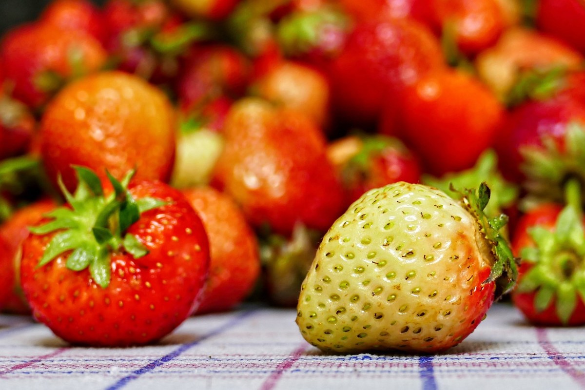 草莓、Zomerkoninkje、健康免费图片