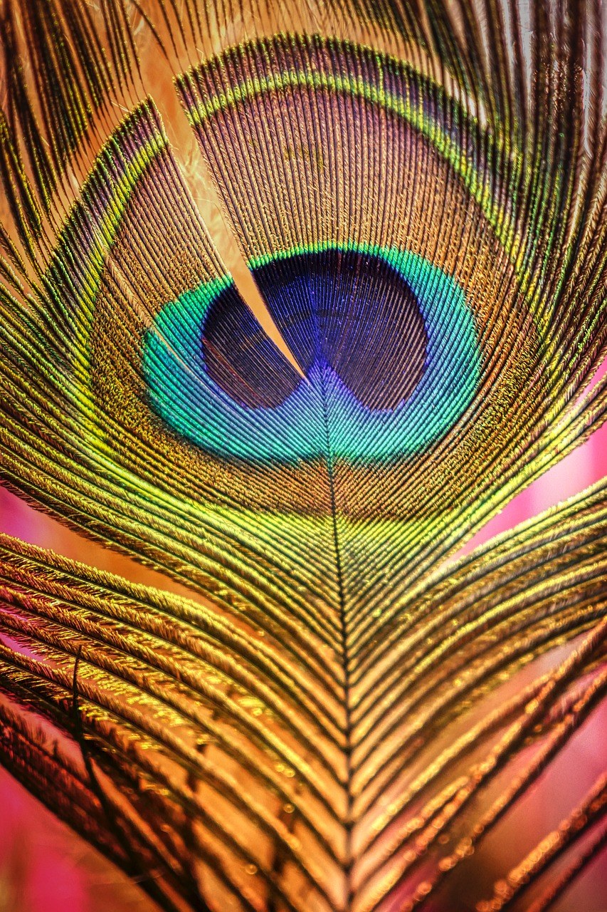 多彩的孔雀羽毛背景免费图片