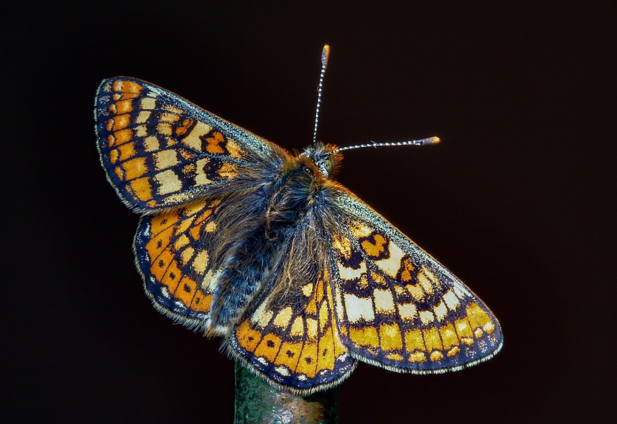 蝴蝶,沼泽贝母,翅膀